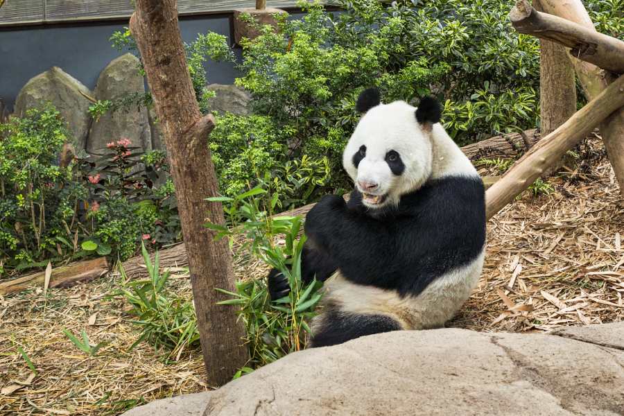 Giant Panda Forest, River Wonders