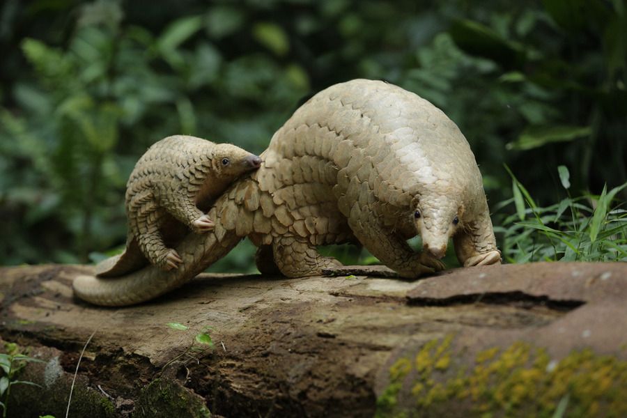 Pangolin Keeper Talk
