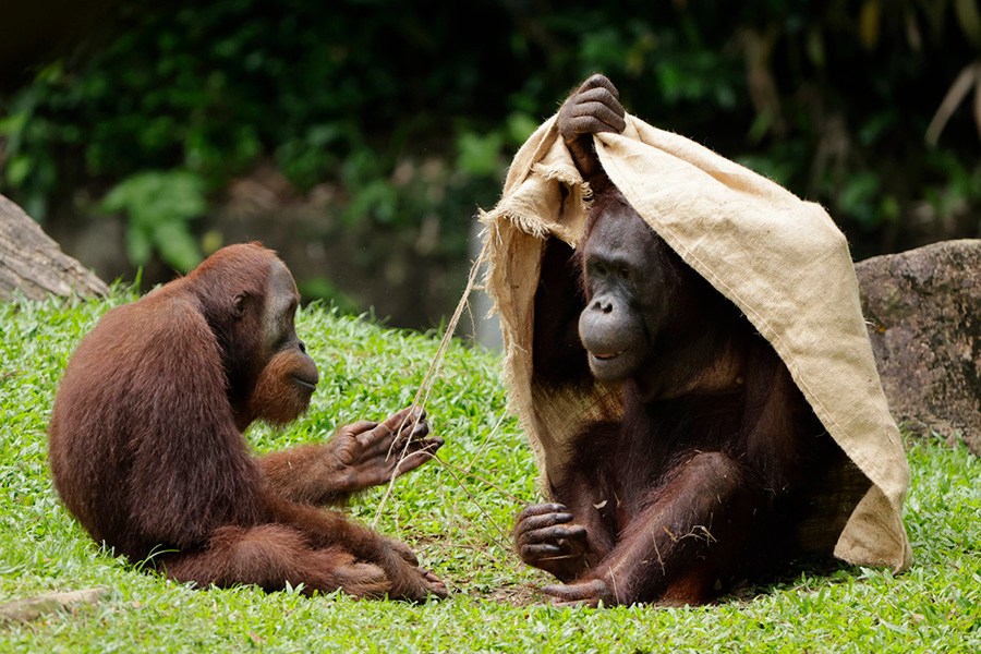 Borean Orangutans