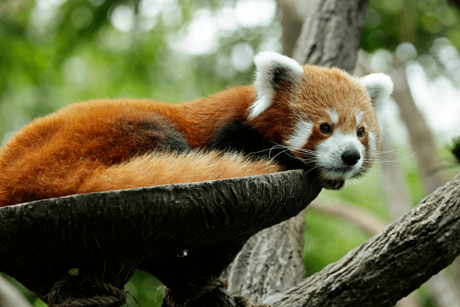 Karma the Red Panda